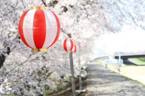 桜（さくら）お花見