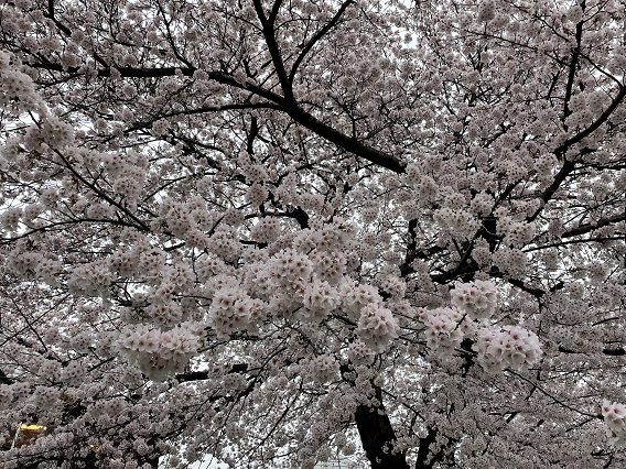 新所沢お花見